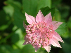 Astrantia maximaZeeuws knoopje bestellen